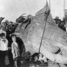 St. Augustine Monster