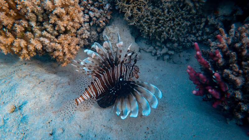 Sea Creatures Subject to Legends 