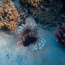 Sea Creatures Subject to Legends 