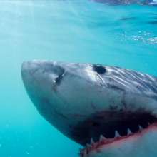 Jaws
