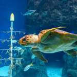 Discover the Magical Air of the Sea with Sea Creatures Decorative Products!