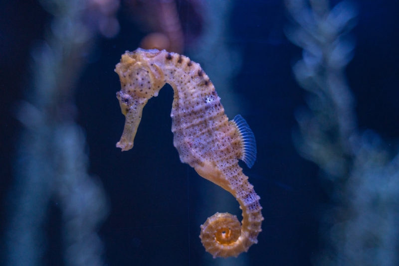 Büyüleyici Denizatı Hayvanı Hakkında Şaşıracağınız Bilgiler