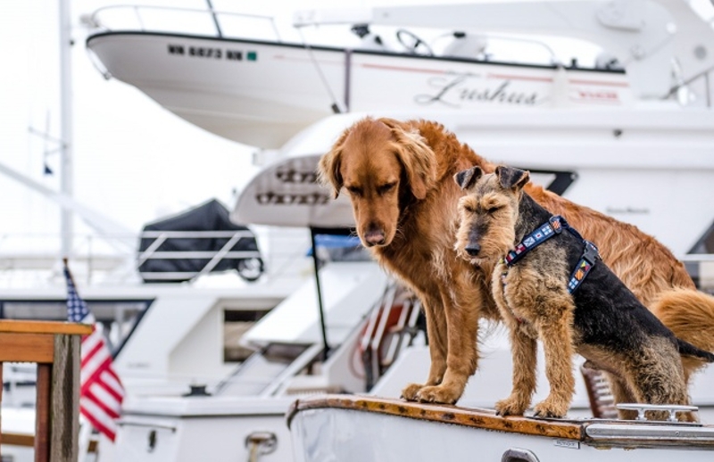 Evcil Hayvanınızla Tekne Seyahati